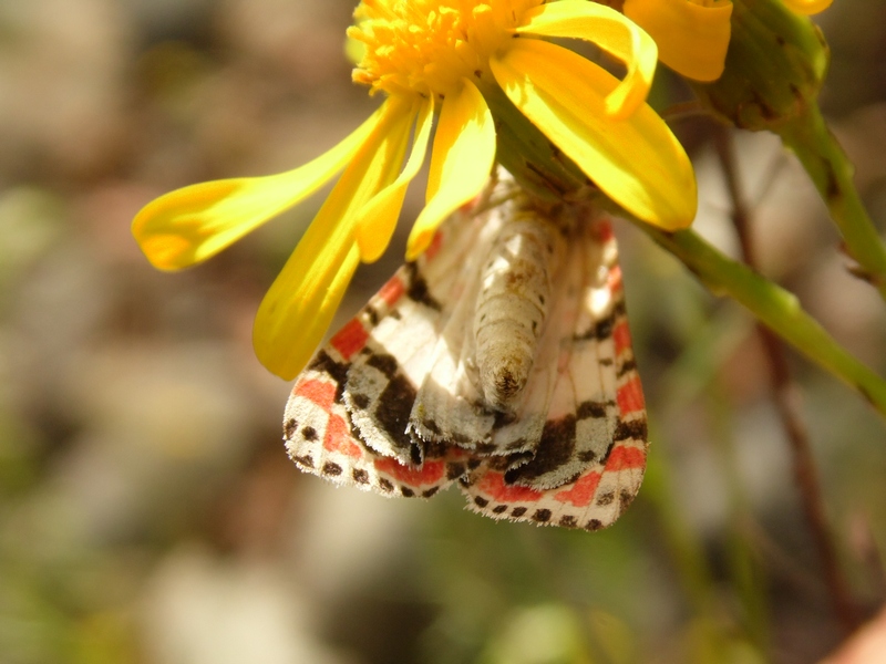 Utetheisa pulchella